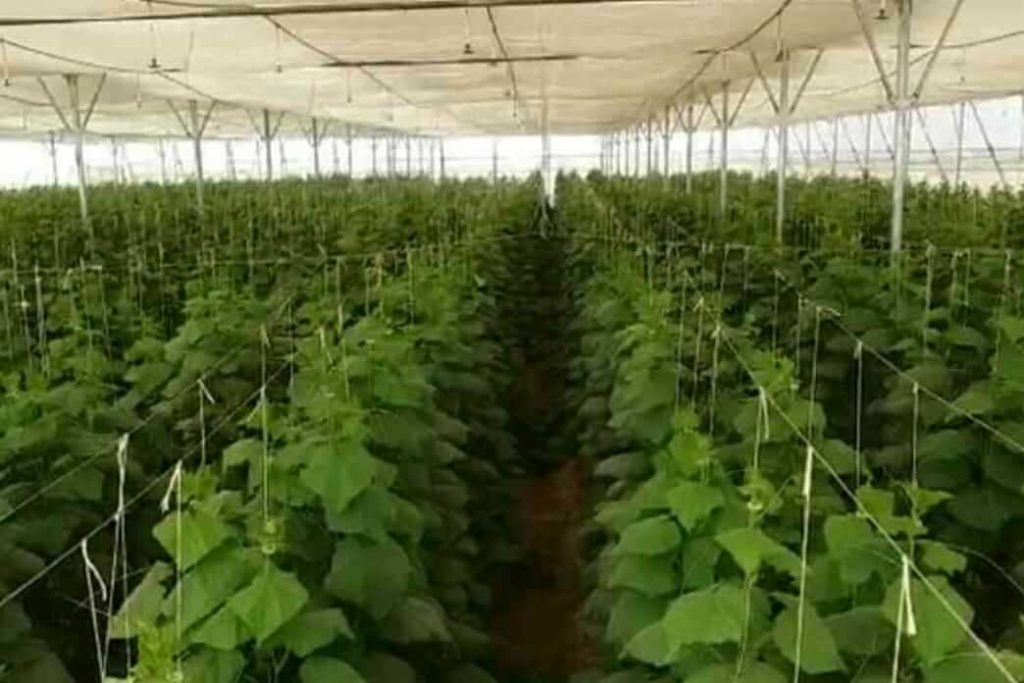 Moti Singh Rawat chili farming