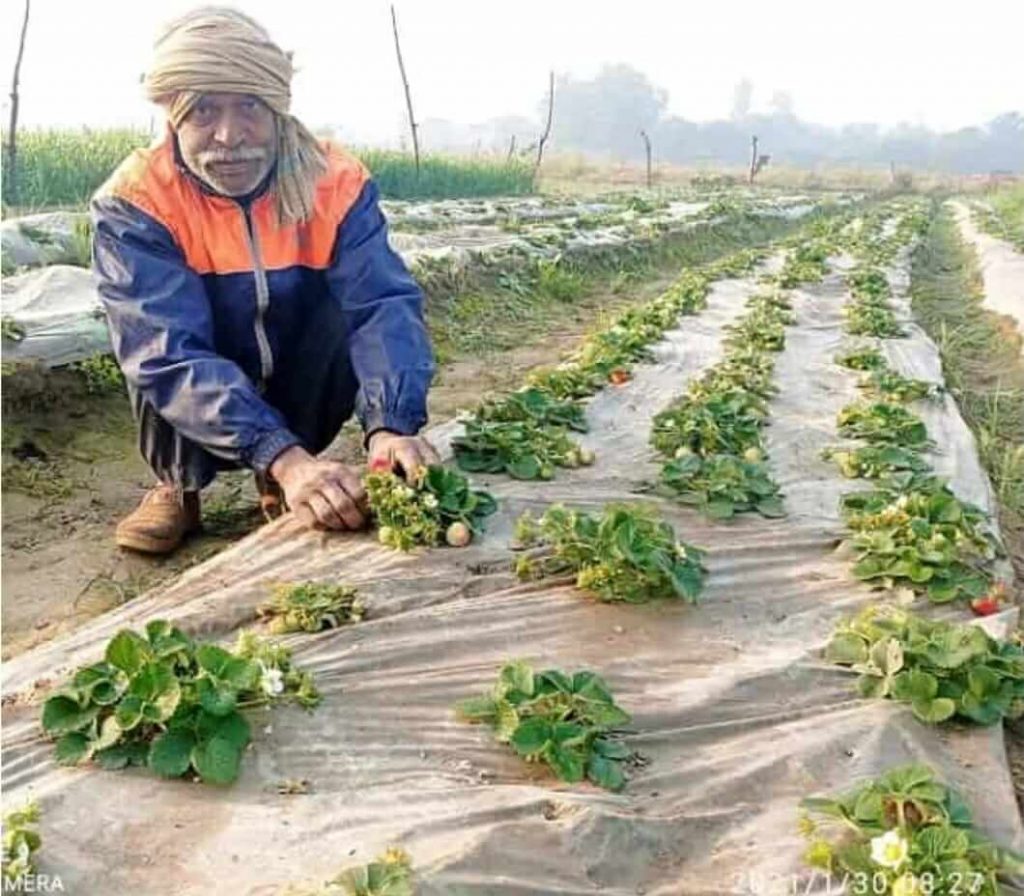 Raman shukla strawberry farming