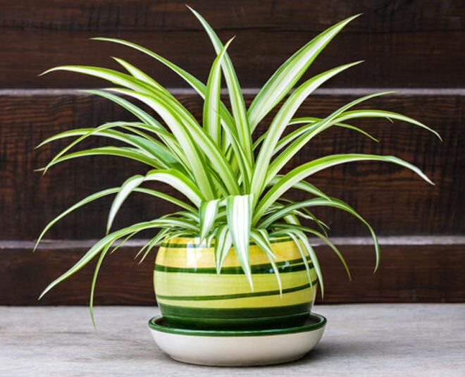 Spider Plant