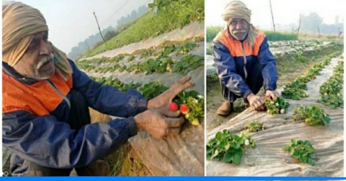 Raman shukla strawberry farming