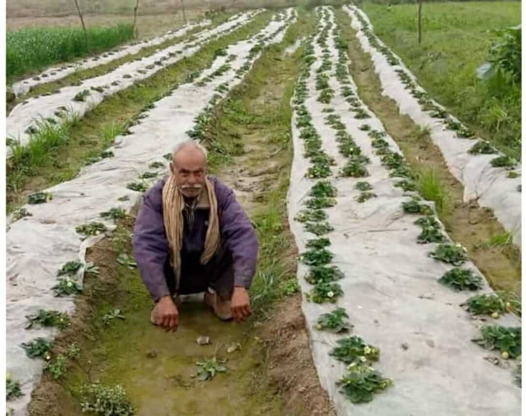 Raman shukla strawberry farming