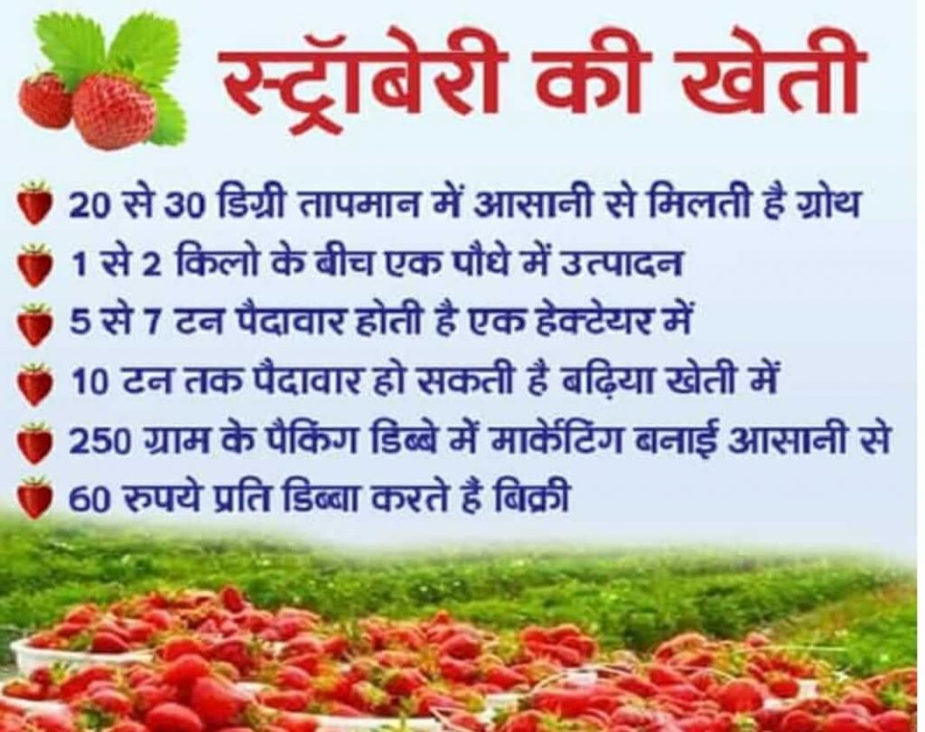 Raman shukla strawberry farming