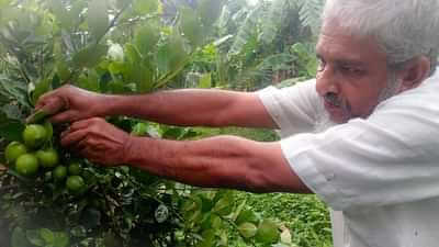 Fruits farming by PM iliyas