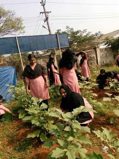 Fruits farming by PM iliyas