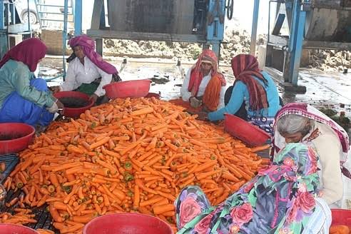 Carrot farming by  Subhash Chand Deshwal
