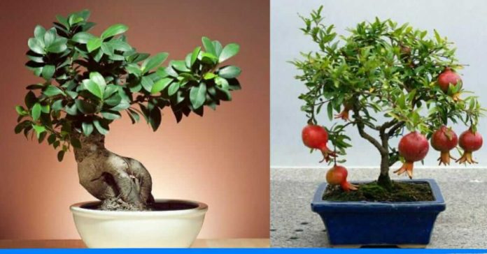 how to make bonsai plants at home