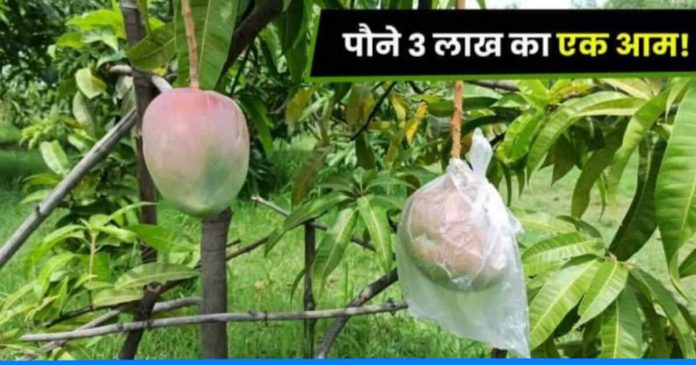 farmer grows Japani mango which price price 2.70 lakh
