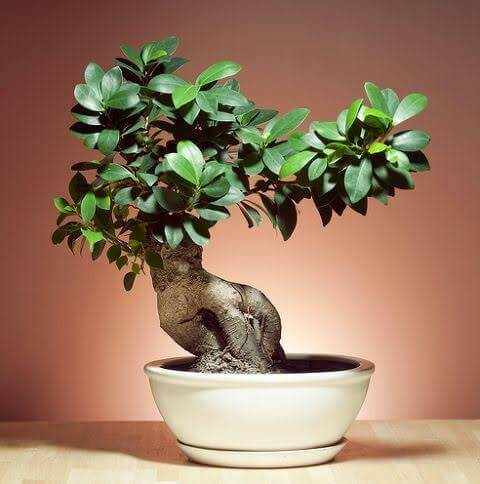 how to make bonsai plants at home