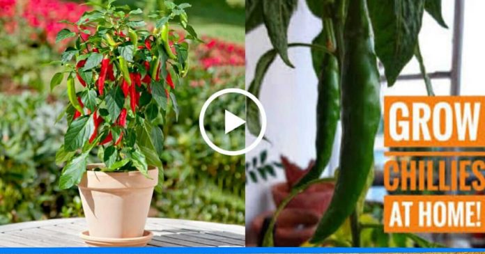 method to grow chilly at home