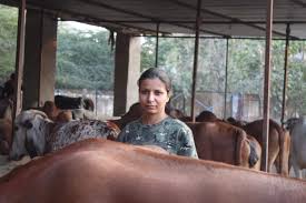 Ankita kumawat starts dairy farm