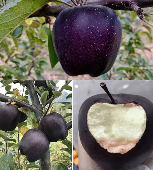 Black diamond Apple