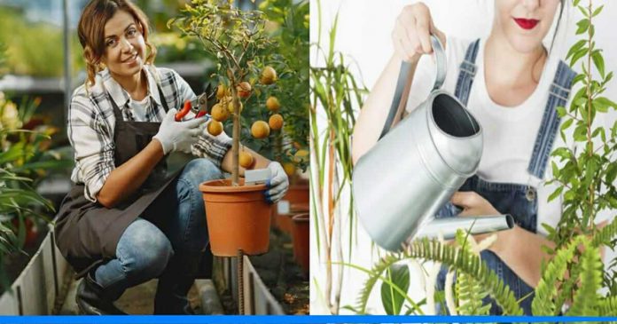 Home remedies to save plants of kitchen garden by using kitchen waste