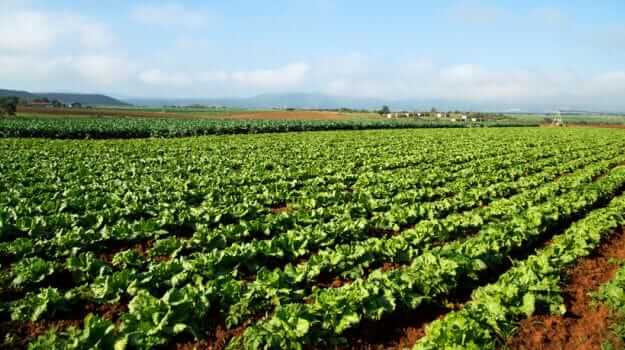 Ankit Raghav starts Organic Farming after restaurant business shuts