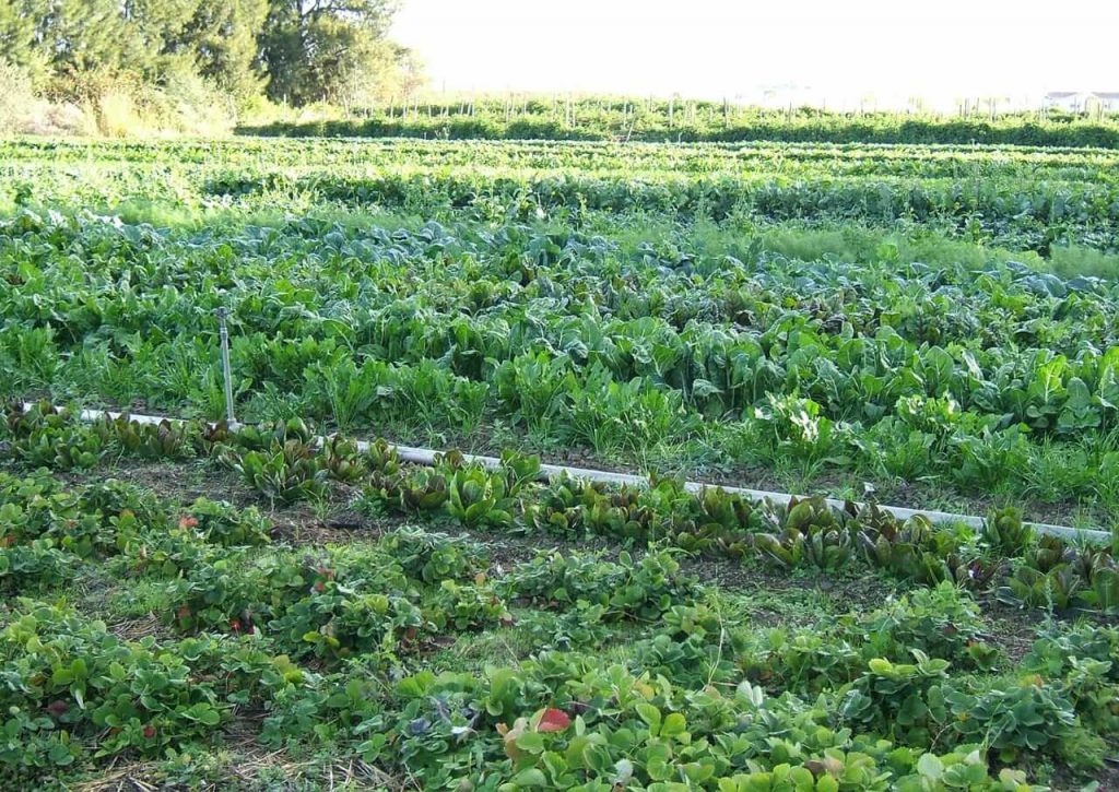 Ankit Raghav starts Organic Farming after restaurant business shuts