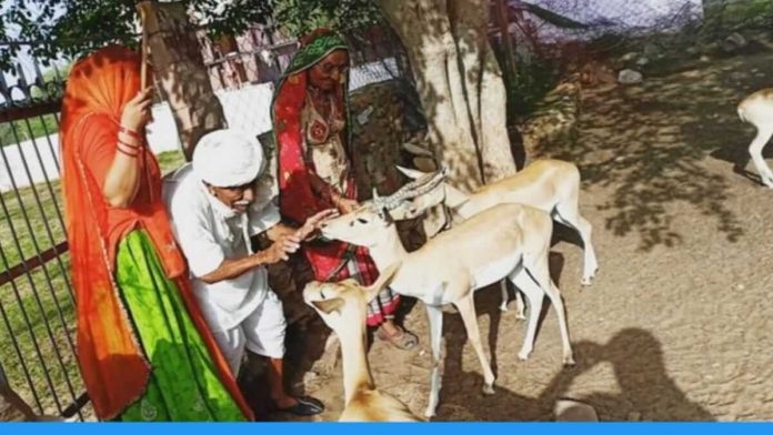 100 years old Hazariram and his wife runs rescue centre for animals