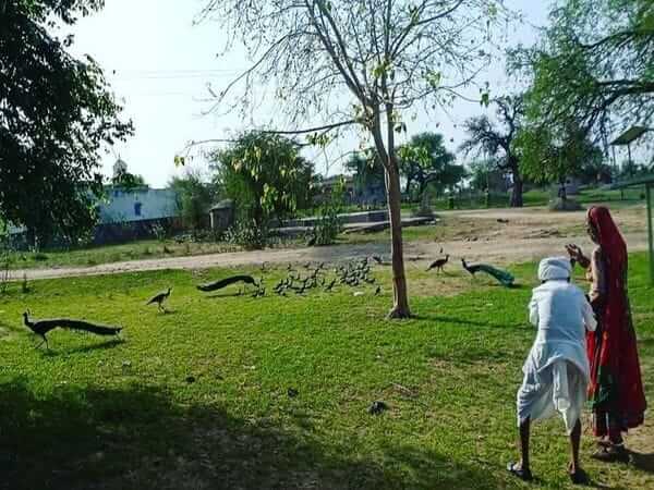 100 years old Hazariram and his wife runs rescue centre for animals