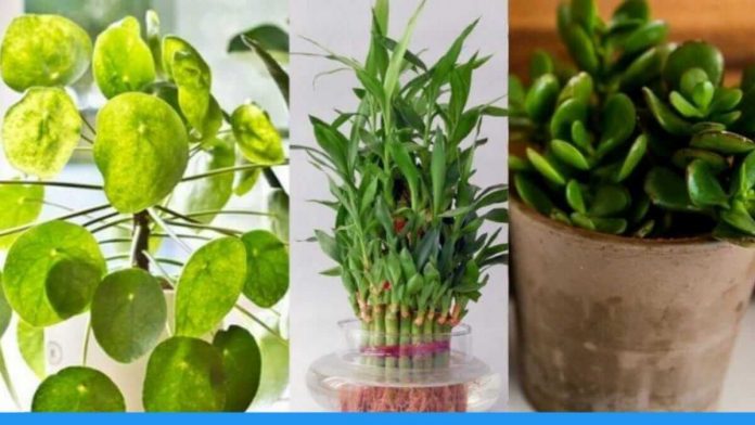 Know the benifits of these five plants