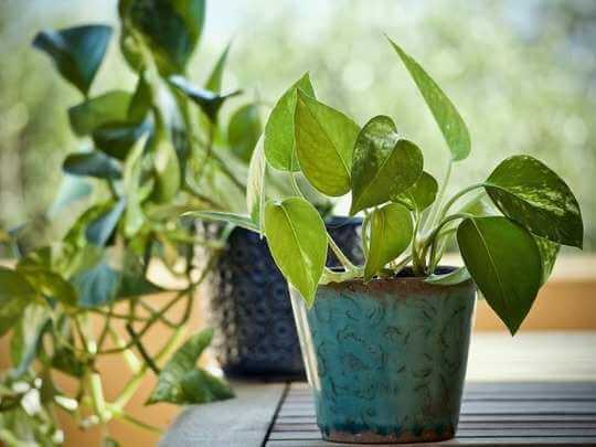 Know about these Indoor plants that will maintain oxygen level