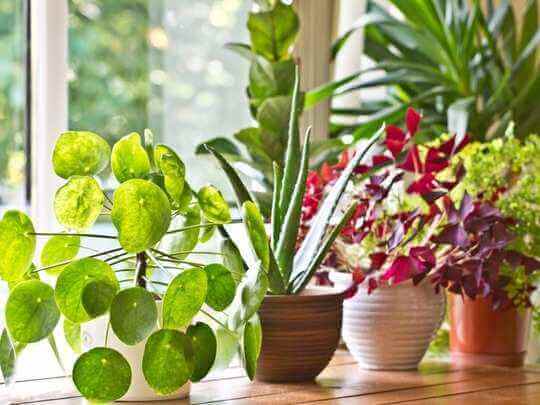 Know about these Indoor plants that will maintain oxygen level