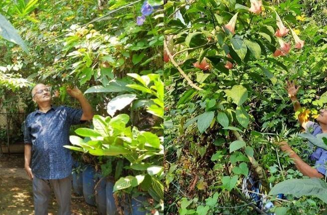 Natraj Upadhyay converts his terrace and garden into ashram gardens urban evergreen jungle