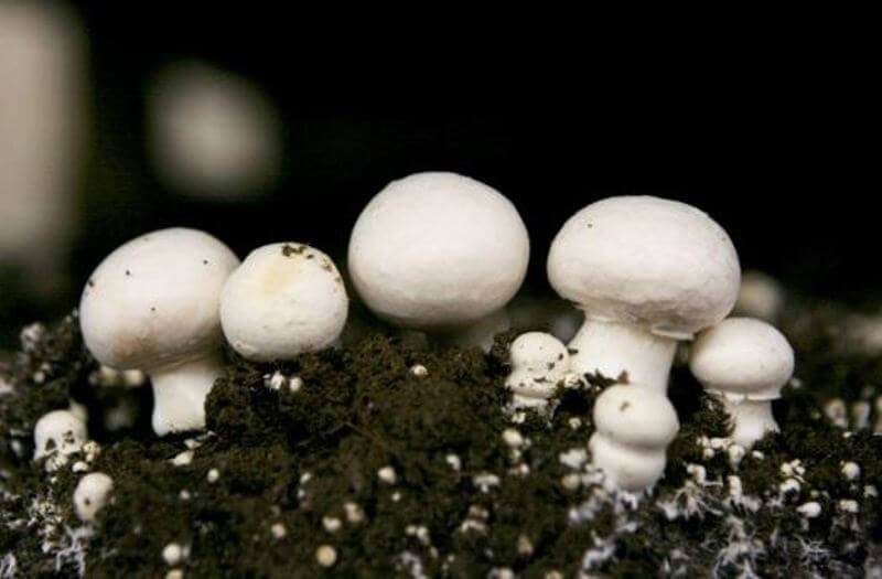 Nikko Devi Mushroom Farming