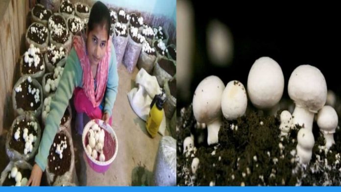 Through Mushroom Farming Vinita is earning 50 thousand per month and also giving training to others