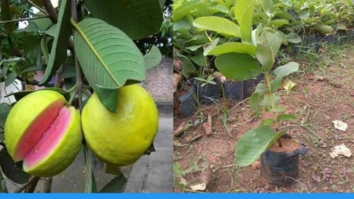Through new variety of Guava farmers are earning lakhs