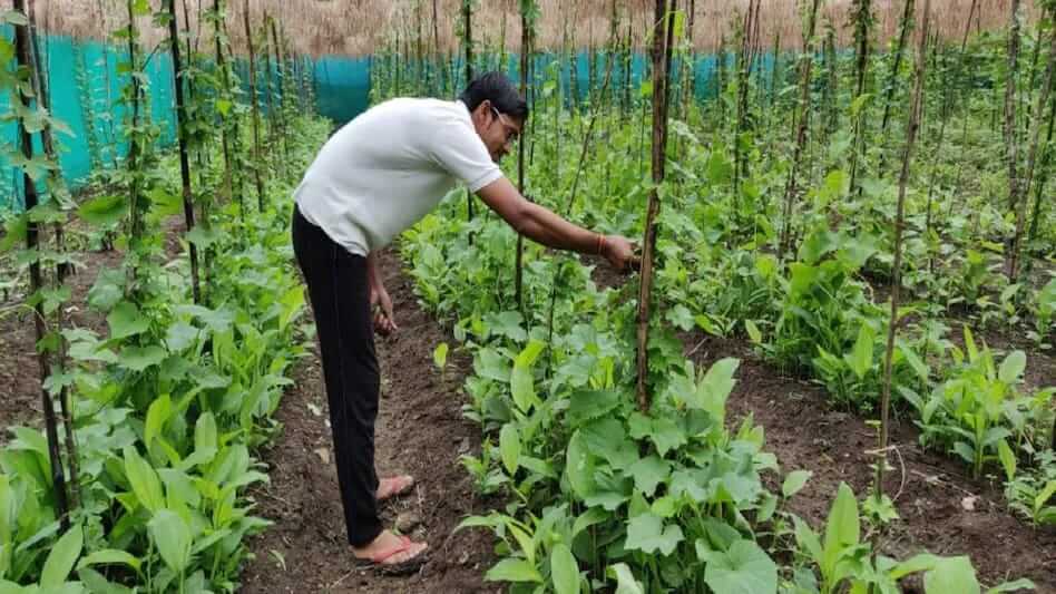 Use Organic farming new method to earn 4 lakh profit and making land fertile