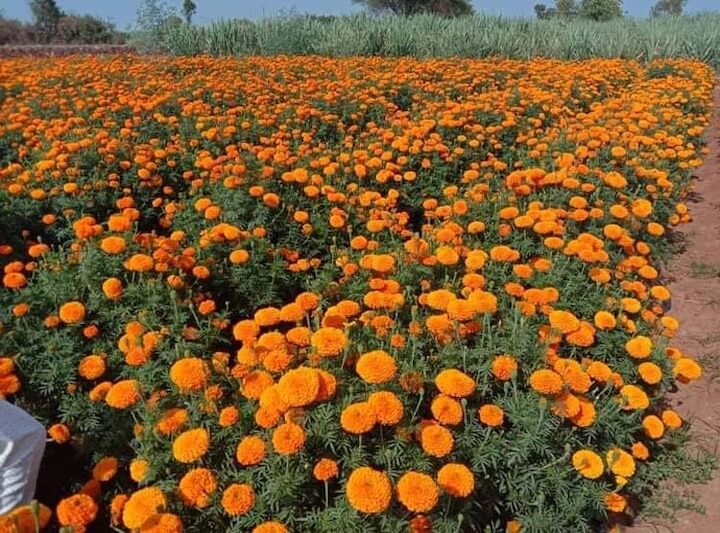 Marigold flower cultivation by Ravi Pal in Mainpuri