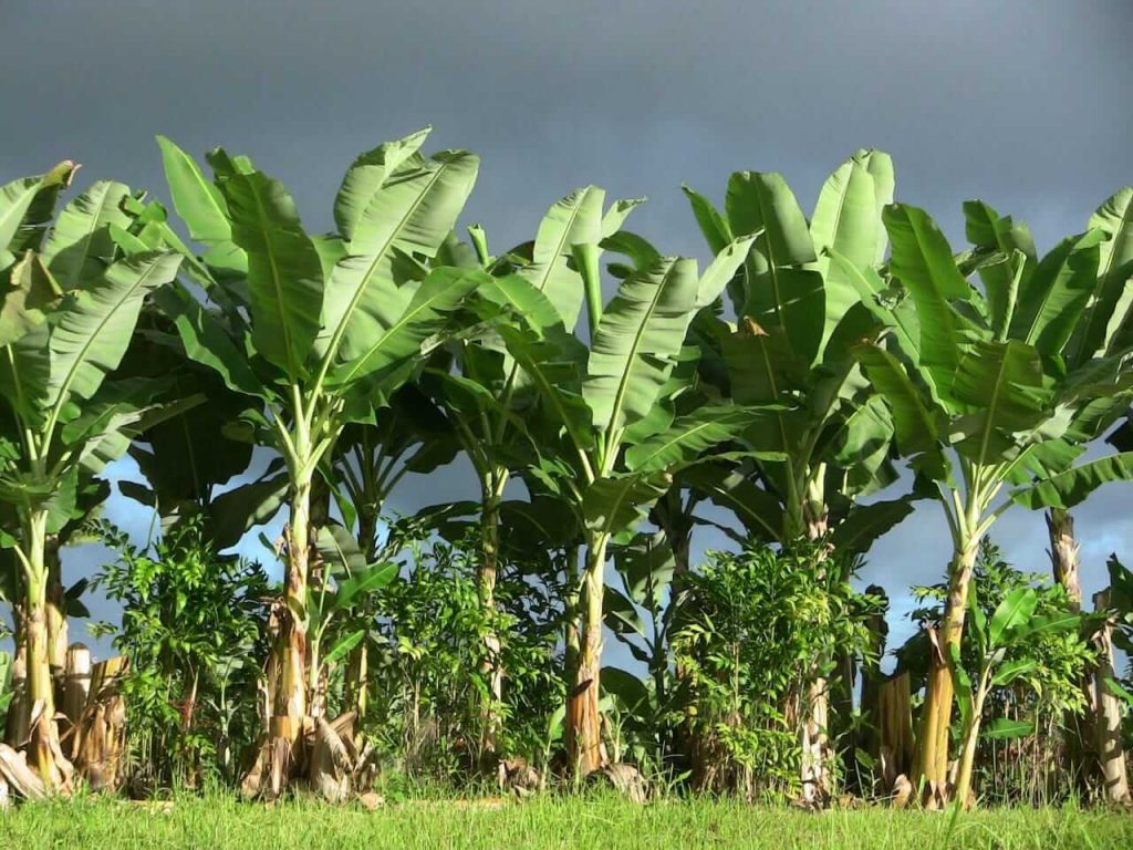 Through banana farming in Tamilnadu farmers are earning 15 lakhs per year