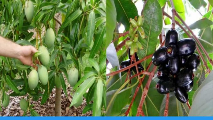 Fruit farm in Sarvodaya Nagar Gaya