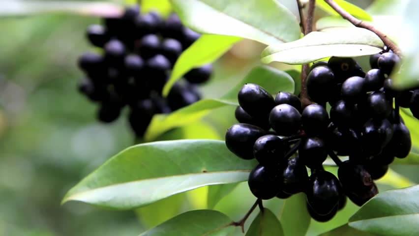 Fruit farm in Sarvodaya Nagar Gaya