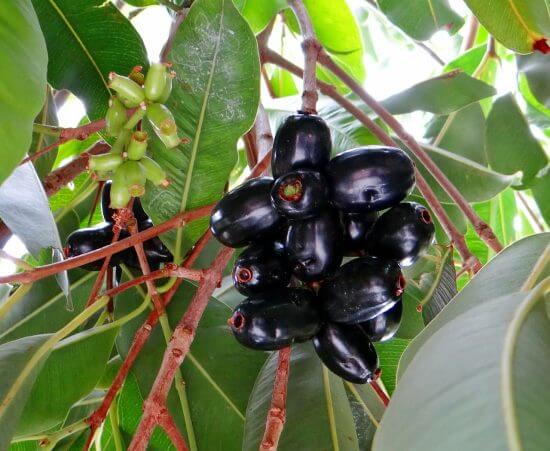 Fruit farm in Sarvodaya Nagar Gaya