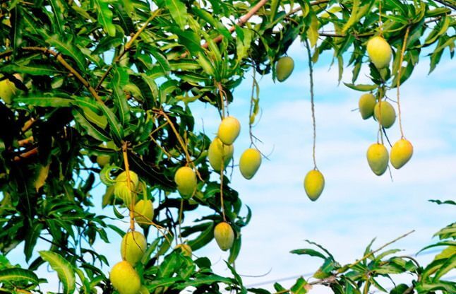 Fruit farm in Sarvodaya Nagar Gaya