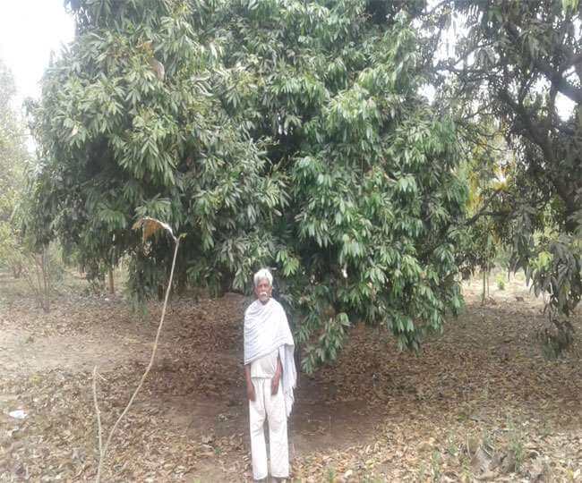 Fruit farm in Sarvodaya Nagar Gaya