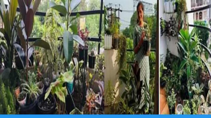 Sumita Singh from Meerut is planting more than 300 trees in her 8 feet balcony