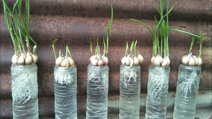 grow garlic in plastic bottles