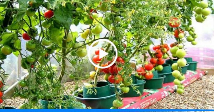 grow tomato in pot