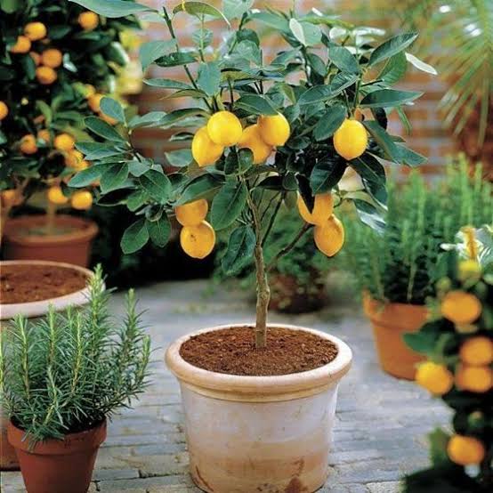 grow Lemon at home