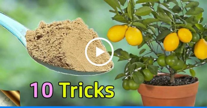 grow Lemon at home