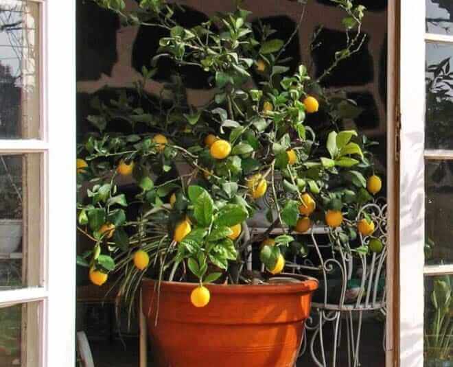 grow Lemon at home