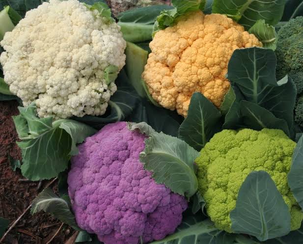 Method of cauliflower farming