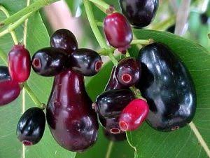 Types of Java plum 