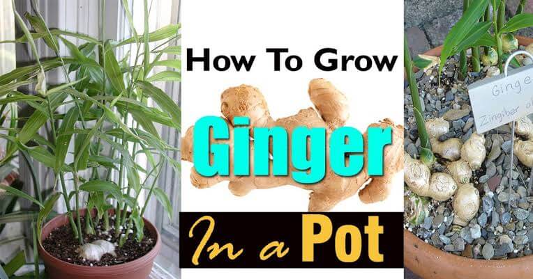  grow ginger at home in pot