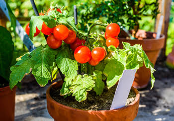  grow tomato in pot