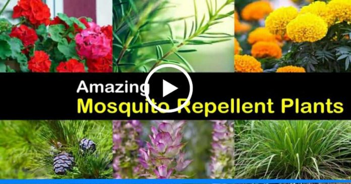 Mosquito repellent plants