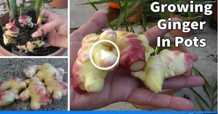 grow ginger at home in pot
