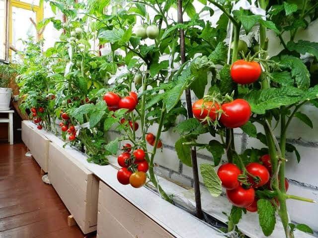  grow tomato in pot