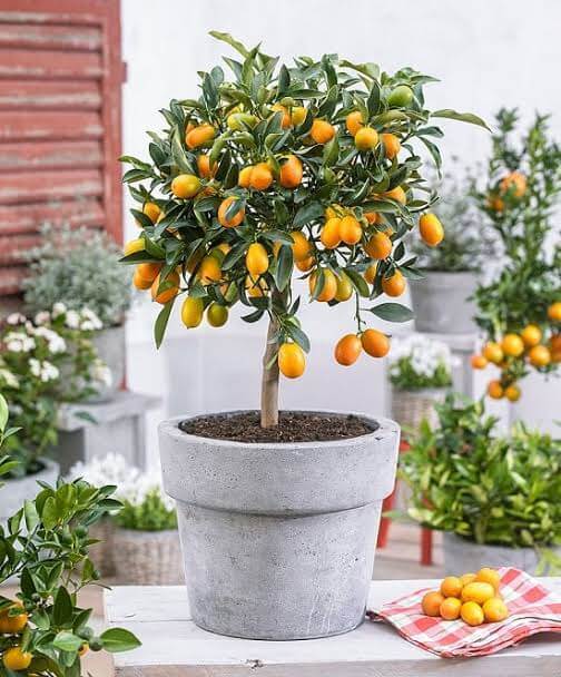 grow lemon plant in pot kitchen