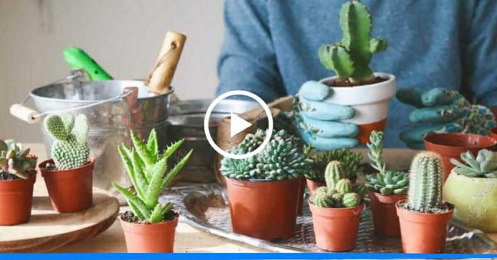 Cactus planting at home